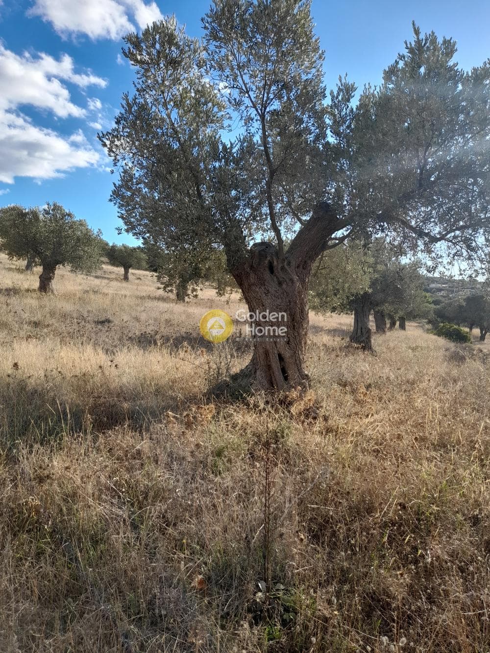 Αγροτεμάχιο στην Μανούτσο, Κερατέα — Φωτογραφία 5 από 5