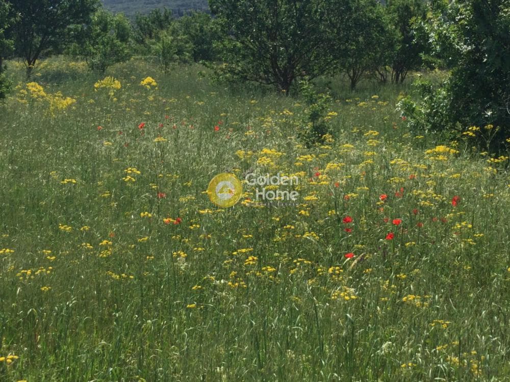 Αγροτεμάχιο στην Σουρωτή, Βασιλικά — Φωτογραφία 4 από 6