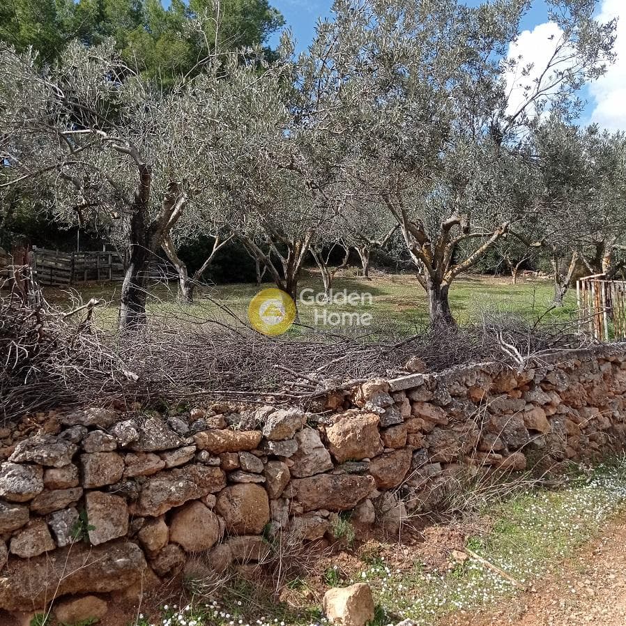 Parcel in Poria, Vravrona — Photo 8 of 9