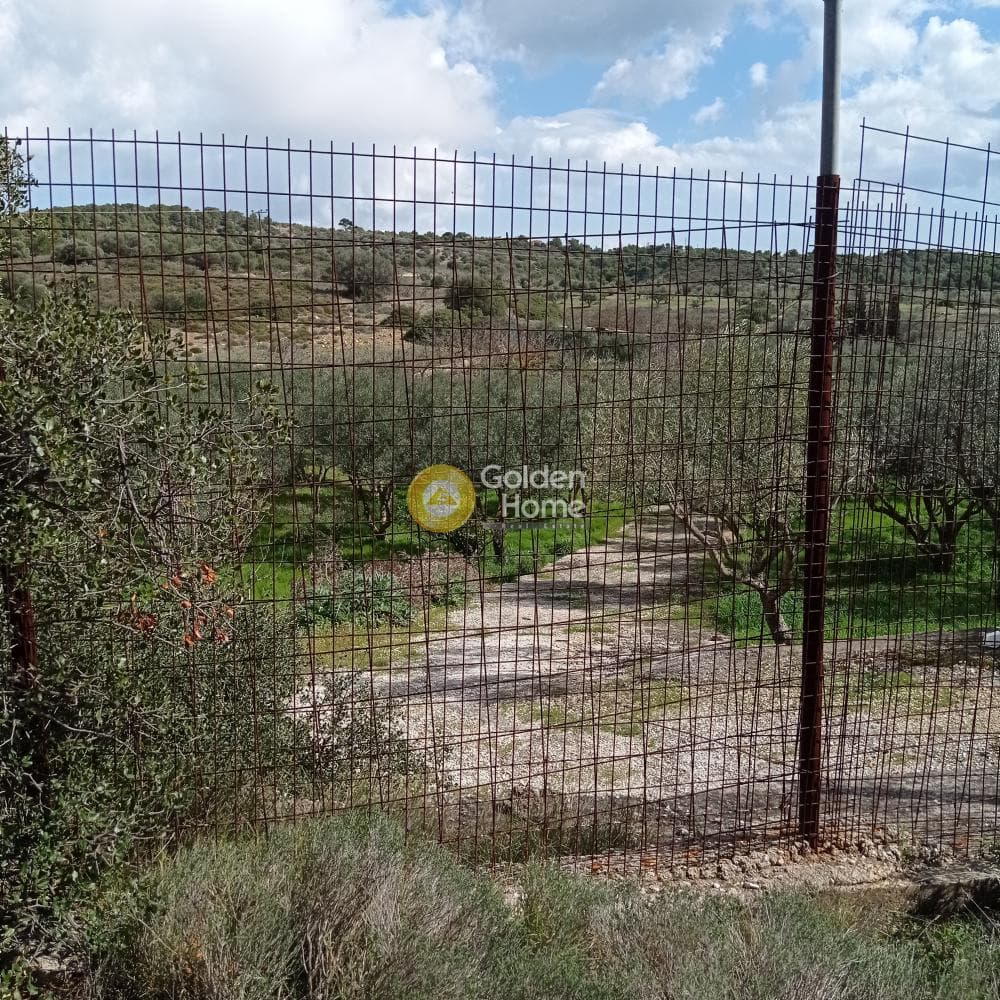 Parcel in Poria, Vravrona — Photo 4 of 9