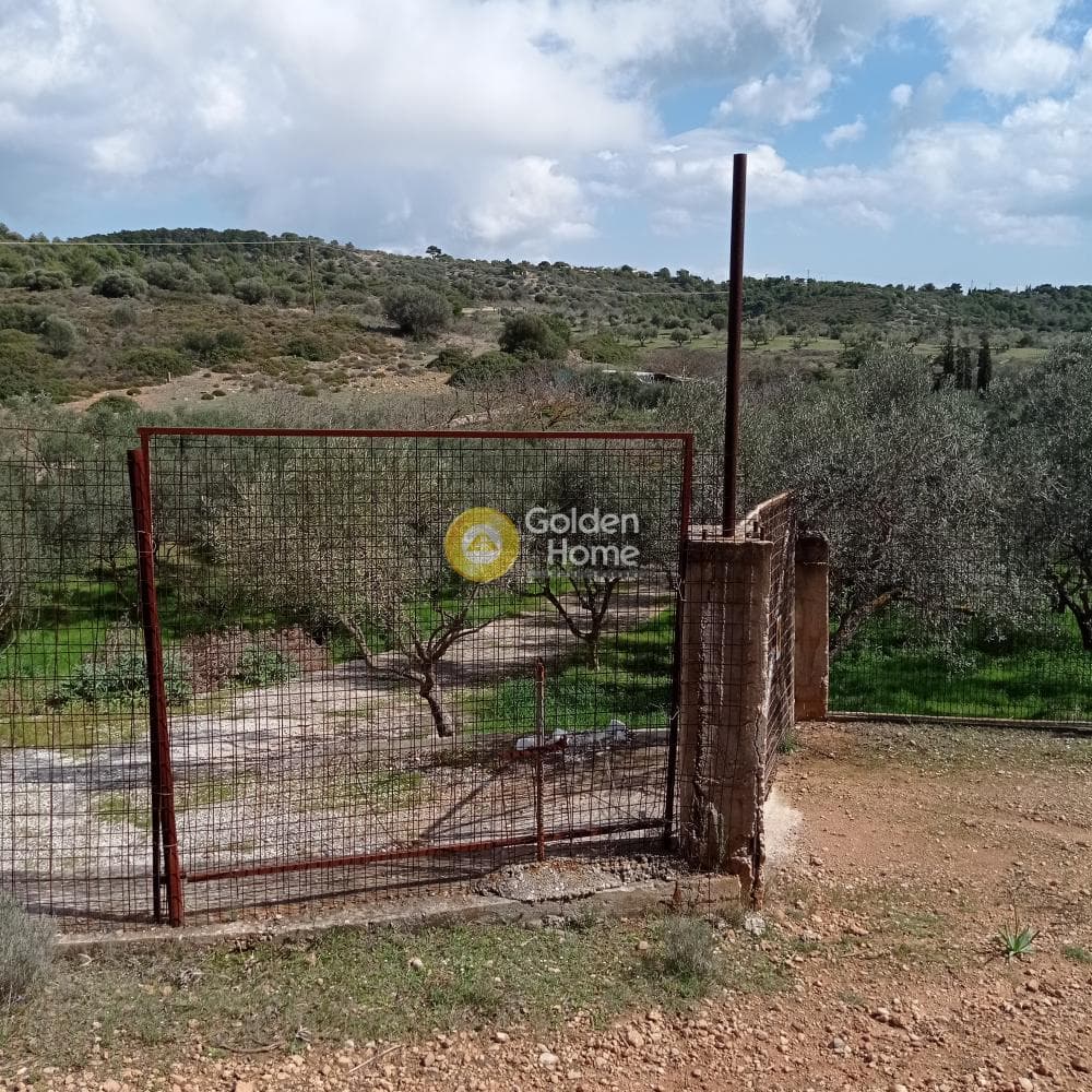 Parcel in Poria, Vravrona — Photo 3 of 9