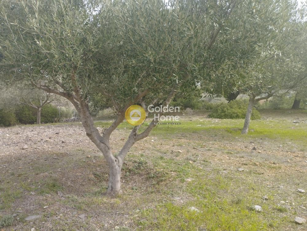 Αγροτεμάχιο στην Μανούτσο, Κερατέα — Φωτογραφία 7 από 11