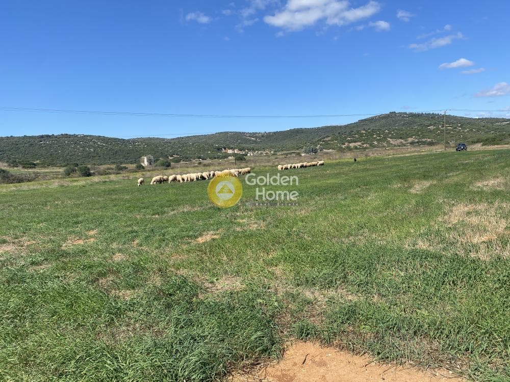 Parcel in Lepoira, Distos — Photo 4 of 10