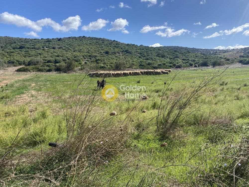 Parcel in Lepoira, Distos — Photo 8 of 10