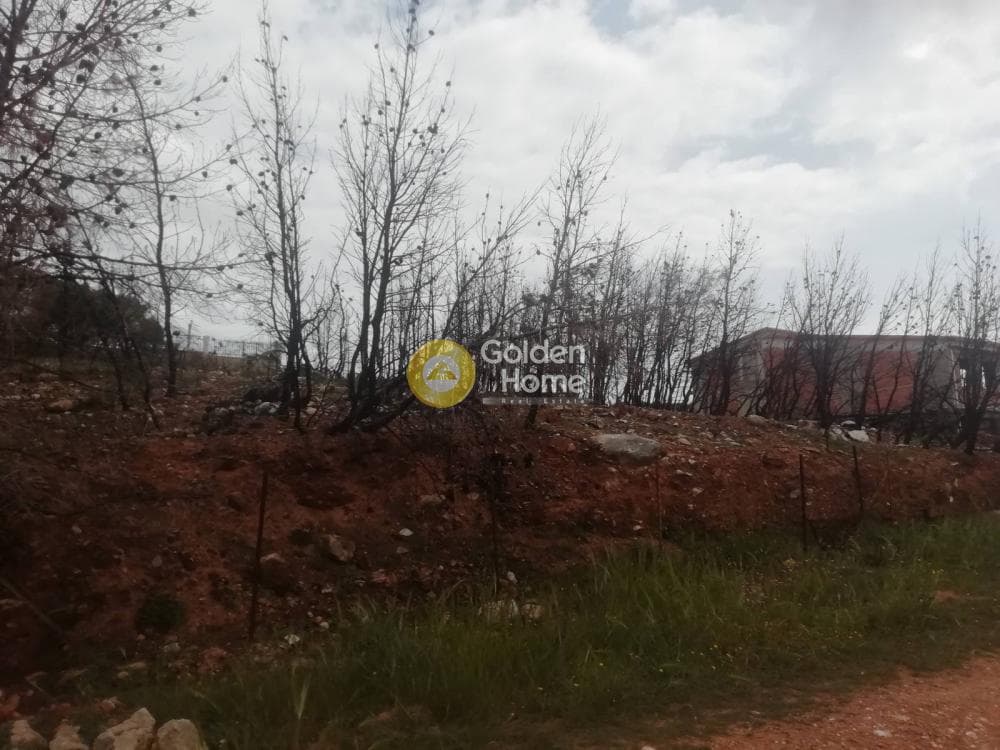 Οικόπεδο στην Δασαμάρι, Πικέρμι — Φωτογραφία 5 από 7