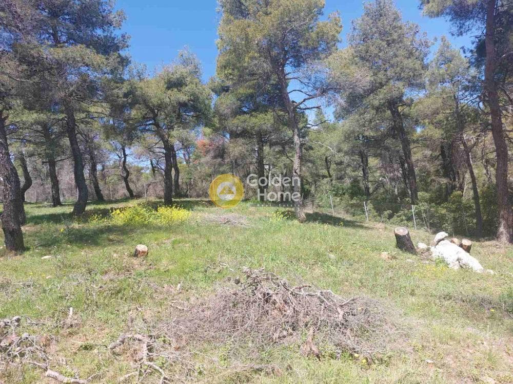 Building Plot in Agia Triada, Afidnes — Photo 20 of 20