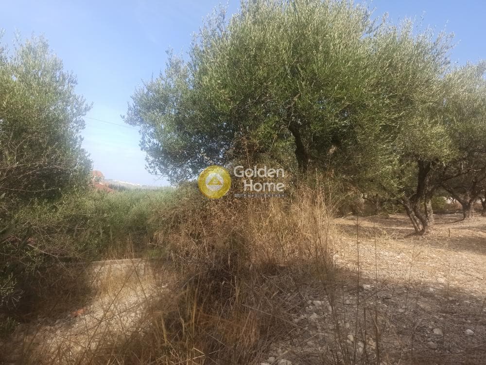 Αγροτεμάχιο στην Βώροι, Τυμπάκι — Φωτογραφία 1 από 3