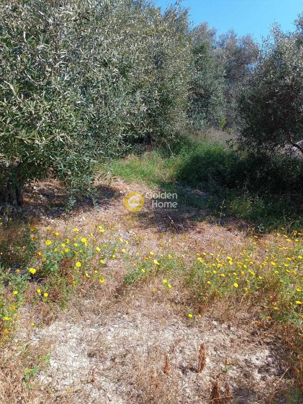 Οικόπεδο στην Βασιλείες, Αρχάνες — Φωτογραφία 5 από 8
