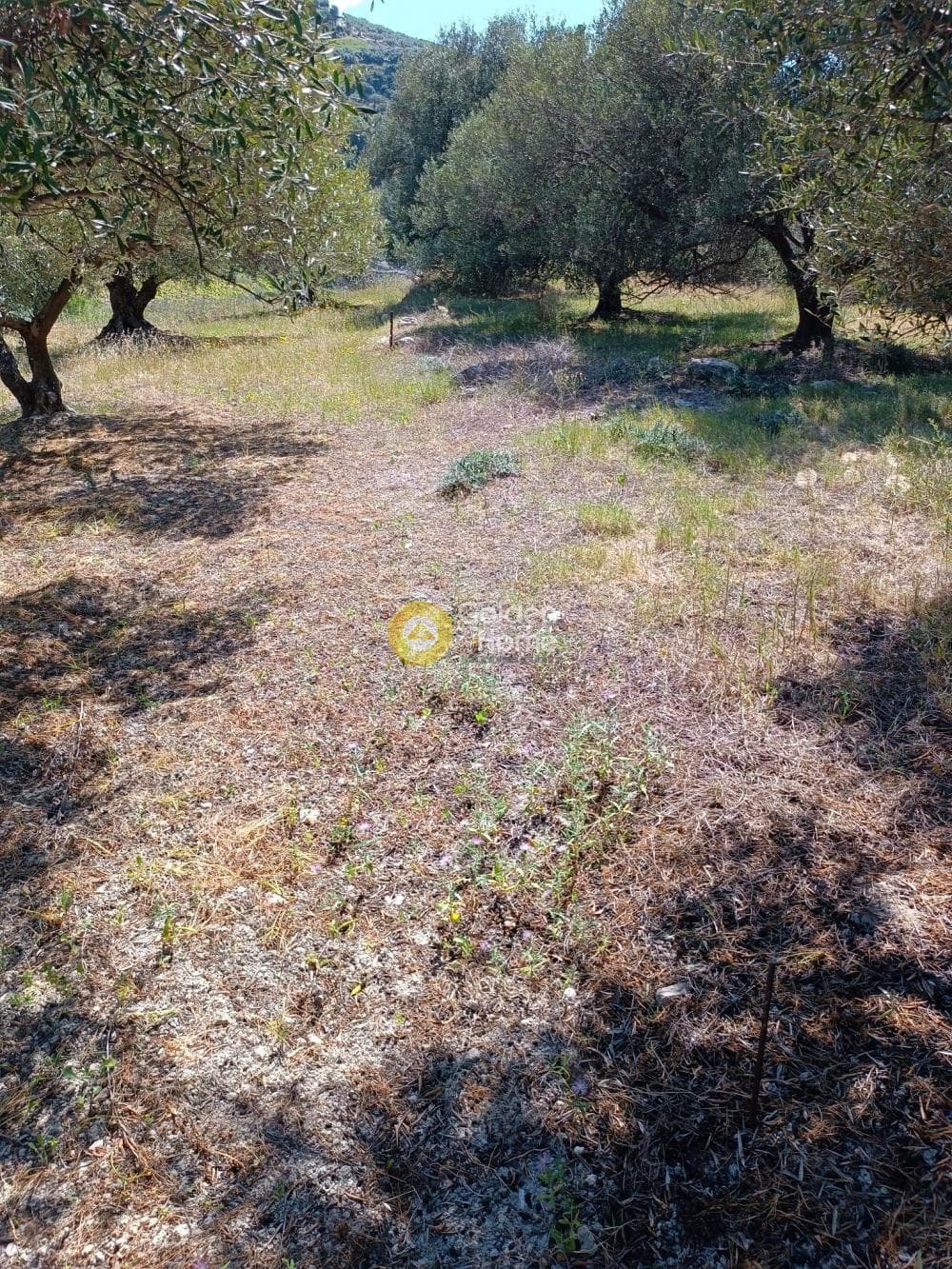 Οικόπεδο στην Βασιλείες, Αρχάνες — Φωτογραφία 8 από 8