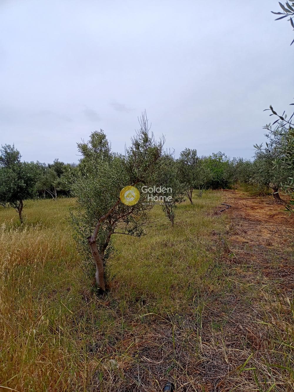 Αγροτεμάχιο στην Κλήμα, Τυμπάκι — Φωτογραφία 1 από 3