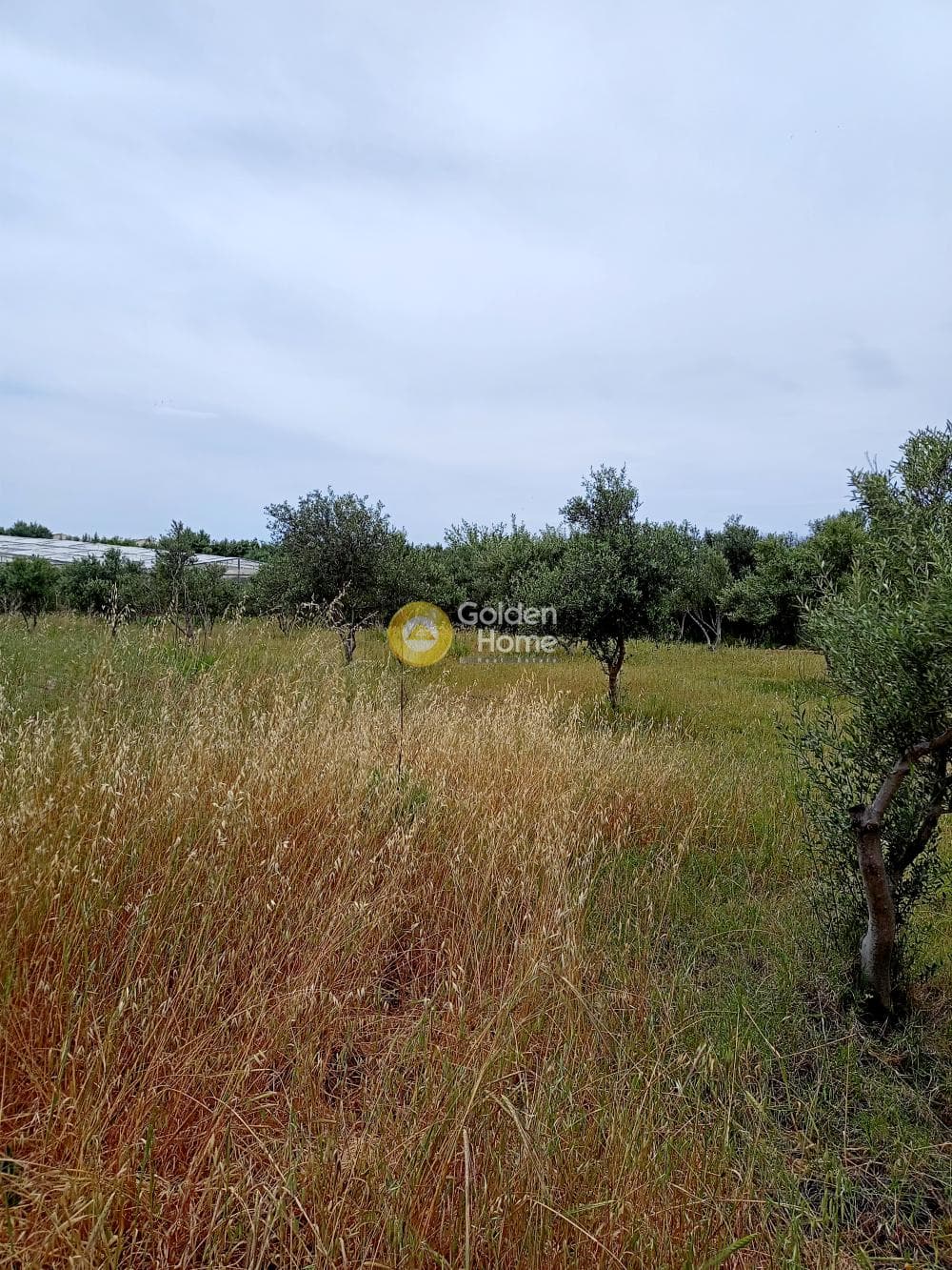 Αγροτεμάχιο στην Κλήμα, Τυμπάκι — Φωτογραφία 2 από 3