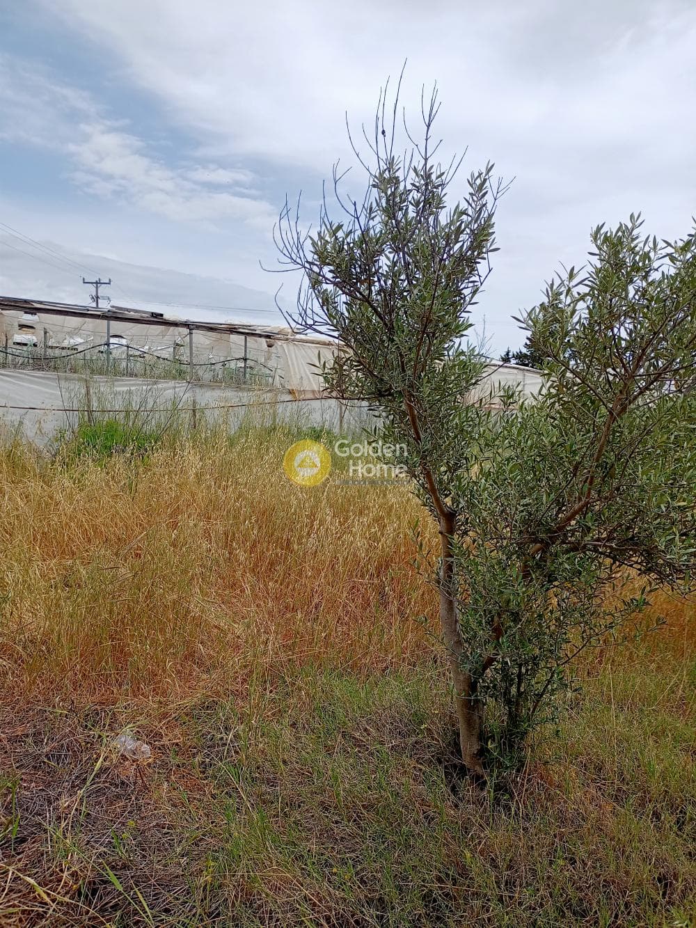 Αγροτεμάχιο στην Κλήμα, Τυμπάκι — Φωτογραφία 3 από 3