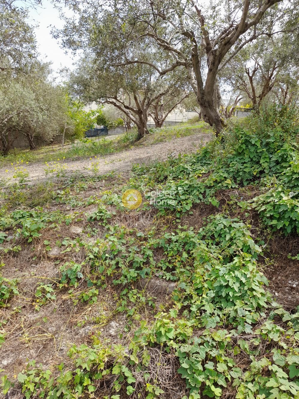 Building Plot in Mirtia, Episkopi — Photo 3 of 3