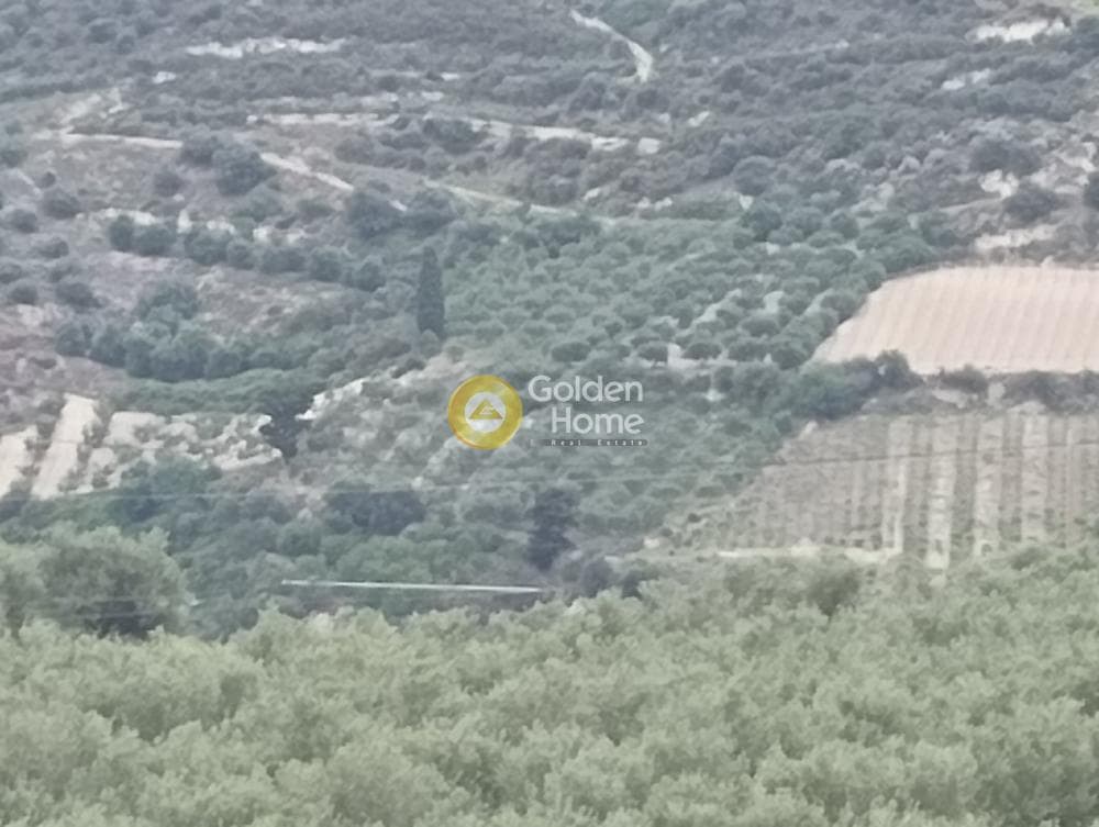 Αγροτεμάχιο στην Δαφνές, Τετραχώρι — Φωτογραφία 1 από 4