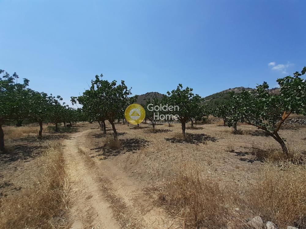 Building Plot in Kontos, Aegina — Photo 1 of 5
