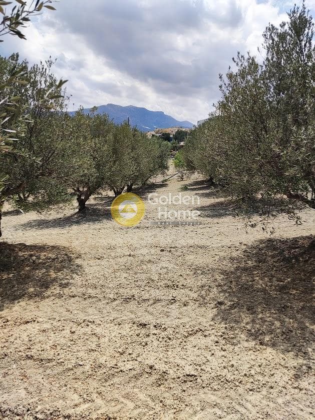 Αγροτεμάχιο στην Φοινικιά, Τέμενος — Φωτογραφία 5 από 7