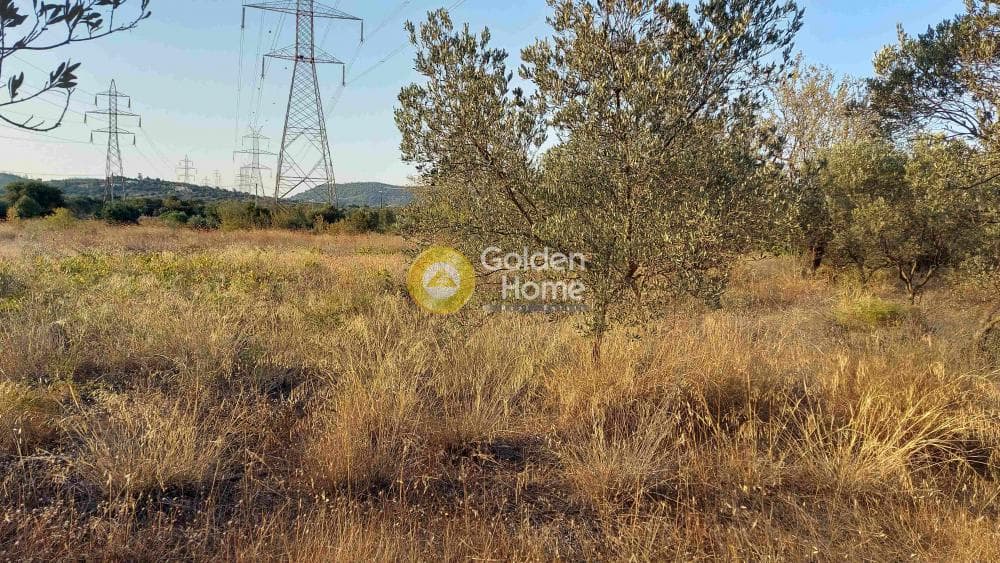 Αγροτεμάχιο στην Καρελλάς, Παιανία — Φωτογραφία 3 από 10