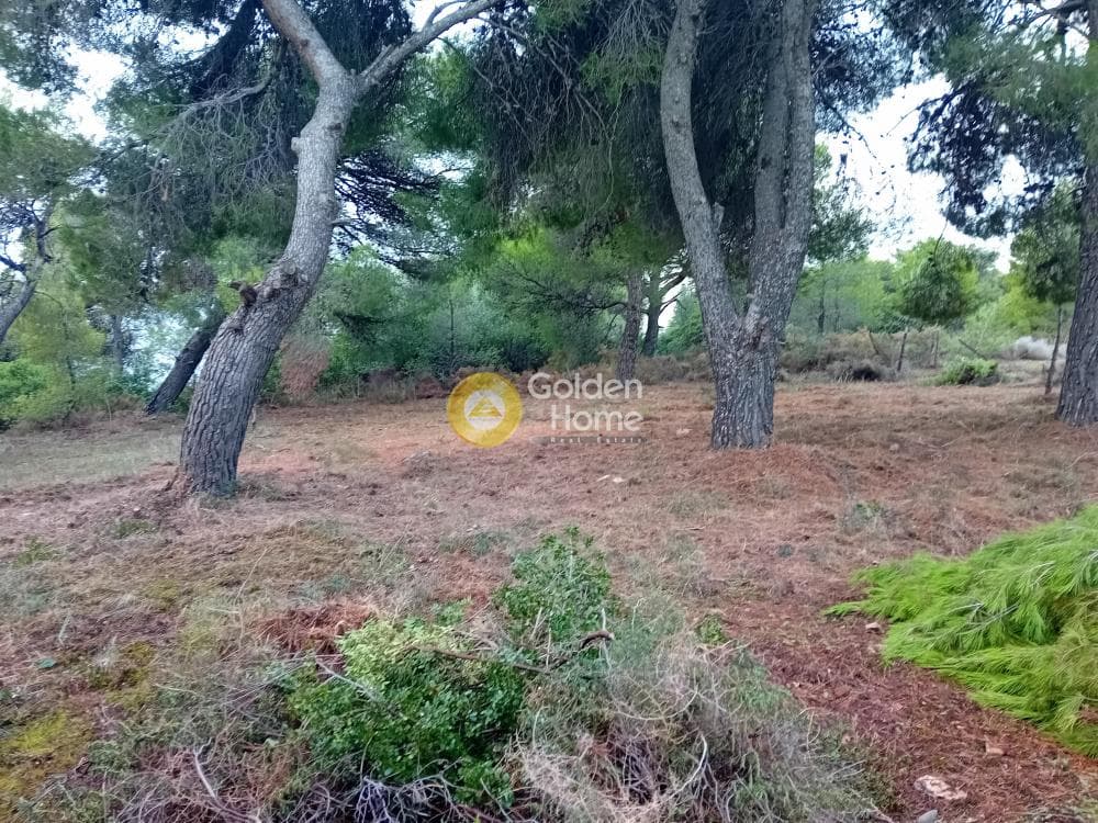 Αγροτεμάχιο στην Άγιος Σεραφείμ, Αρτέμιδα (Λούτσα) — Φωτογραφία 1 από 3
