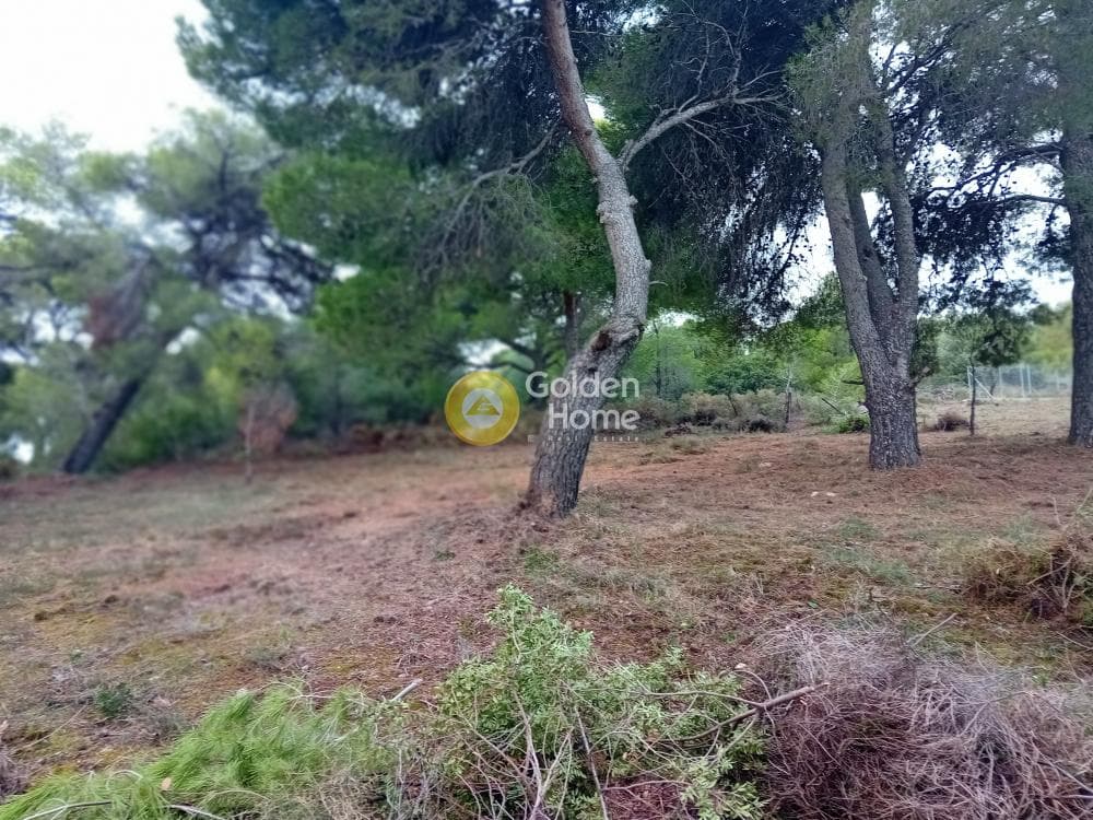 Αγροτεμάχιο στην Άγιος Σεραφείμ, Αρτέμιδα (Λούτσα) — Φωτογραφία 3 από 3