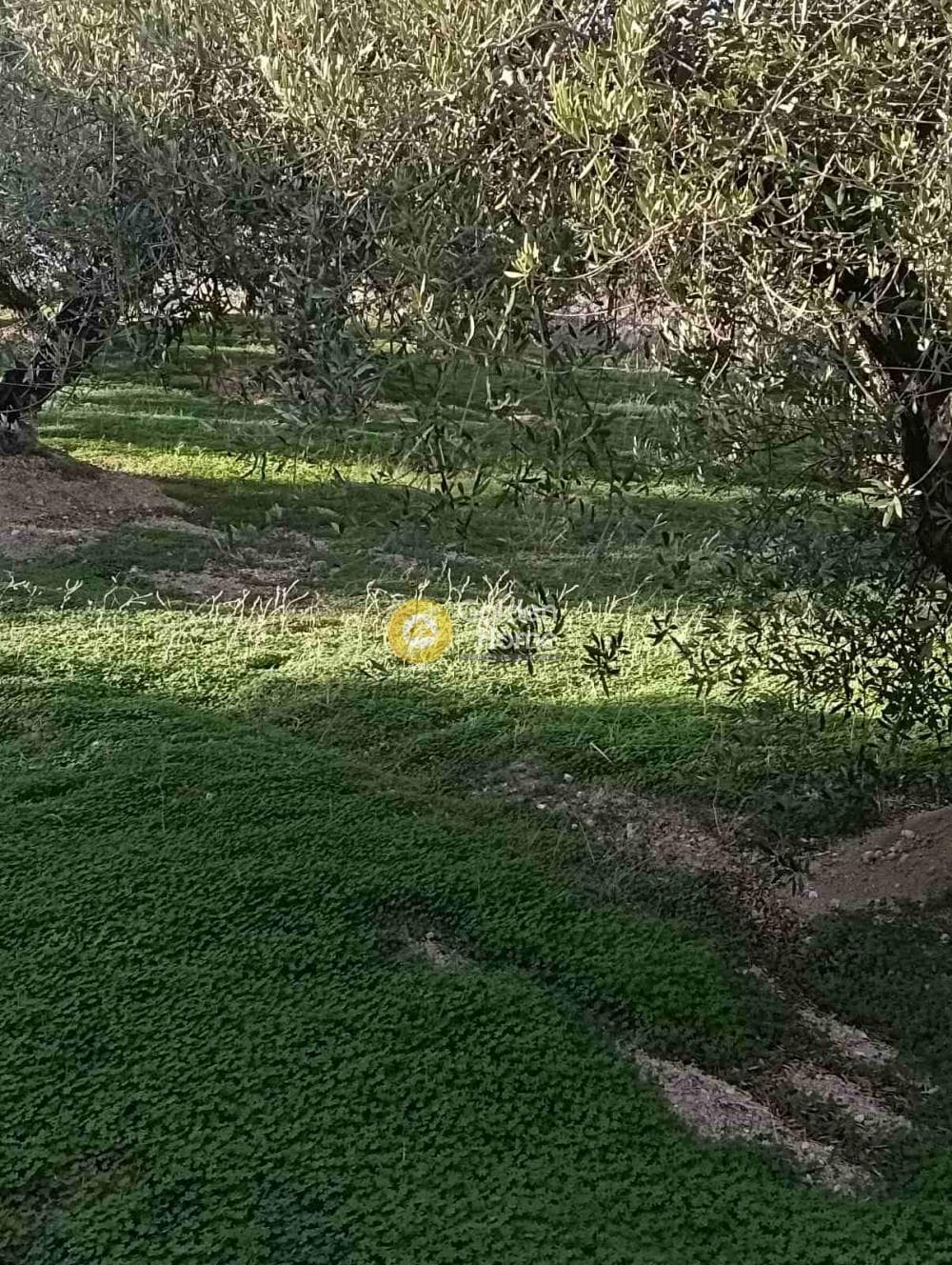Οικόπεδο στην Κουνάβοι, Αρχάνες — Φωτογραφία 1 από 19
