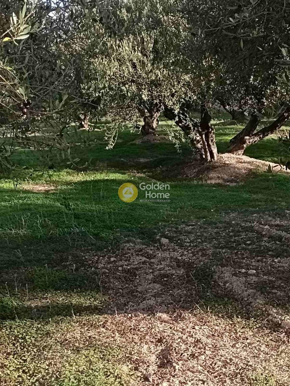 Οικόπεδο στην Κουνάβοι, Αρχάνες — Φωτογραφία 5 από 19