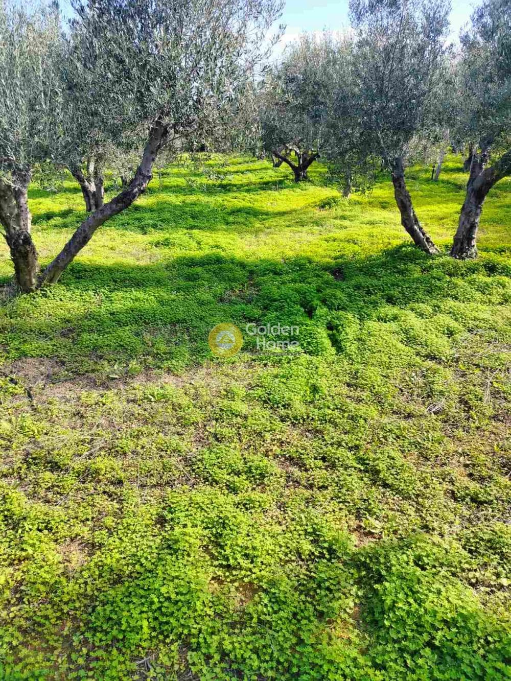 Building Plot in Kollivas, Gazi — Photo 6 of 7