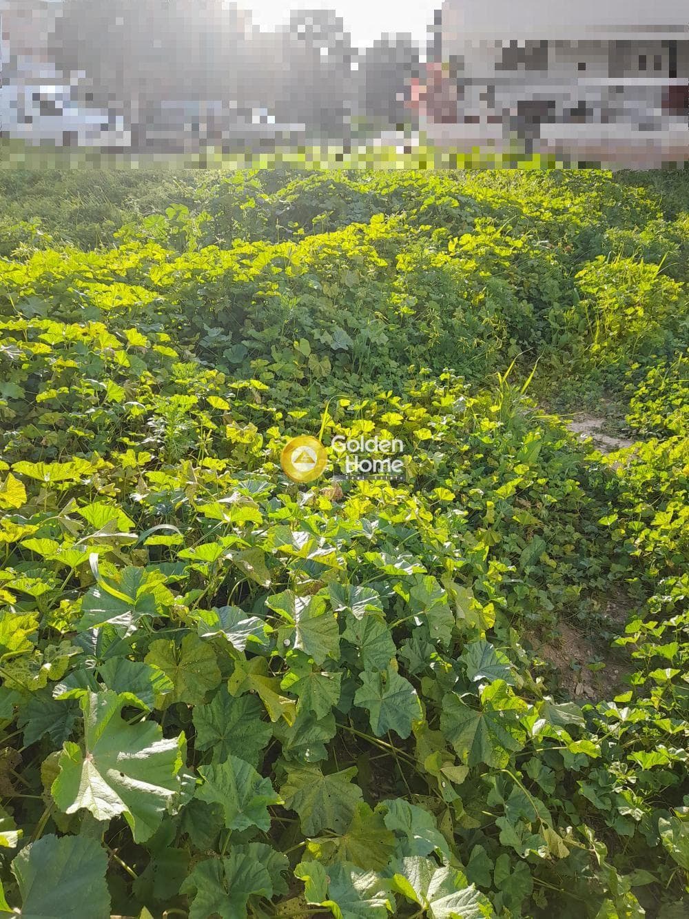 Building Plot in Kappariana, Moires — Photo 2 of 2