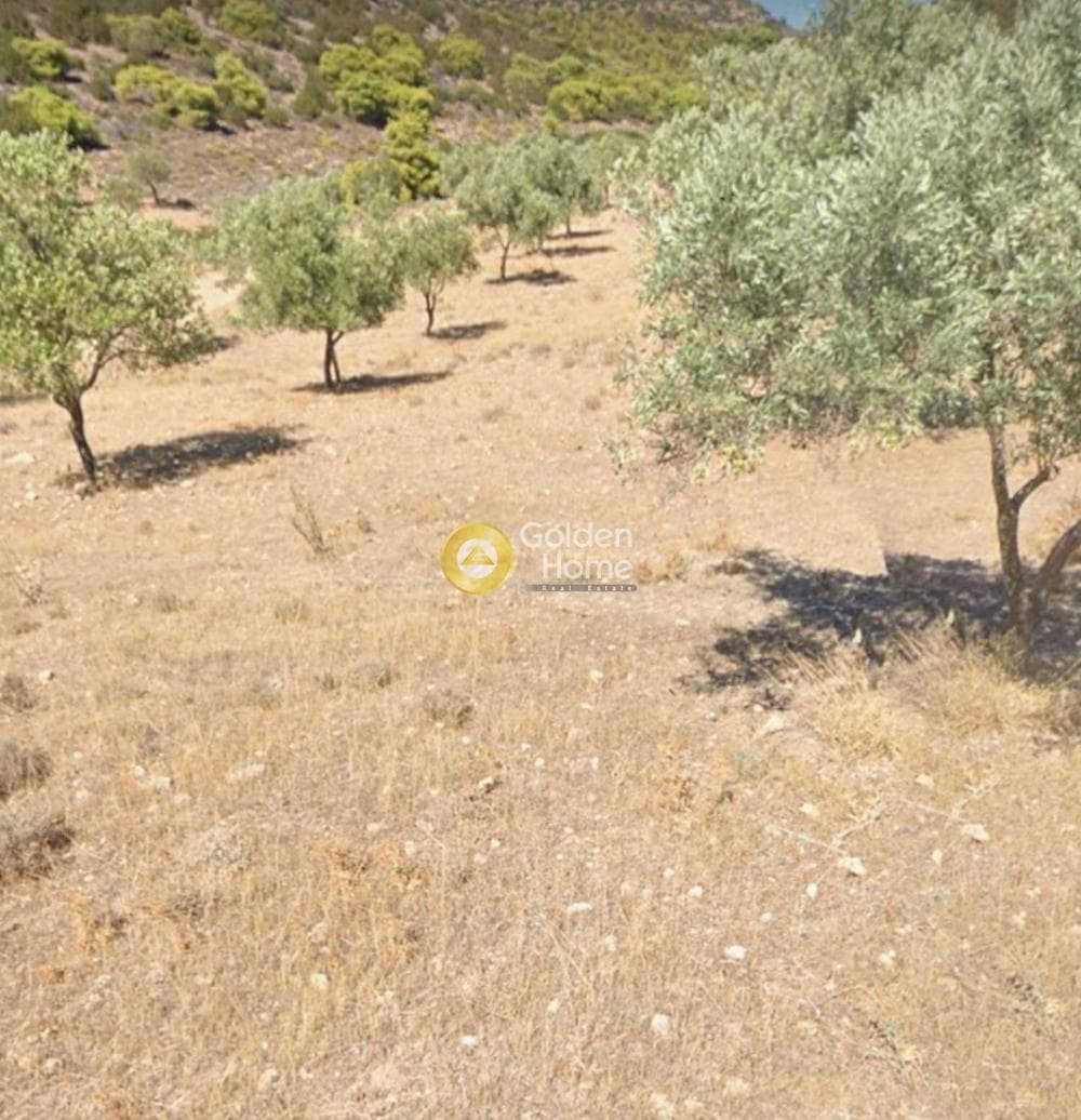 Οικόπεδο στην Ελαιοχώρι, Λαύριο — Φωτογραφία 2 από 3