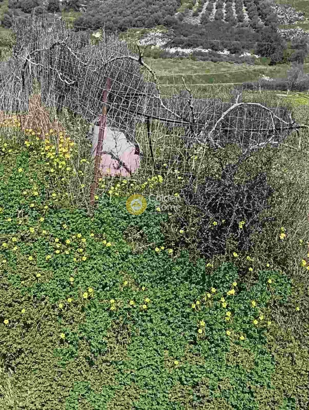 Οικόπεδο στην Σταυράκια, Τετραχώρι — Φωτογραφία 2 από 4