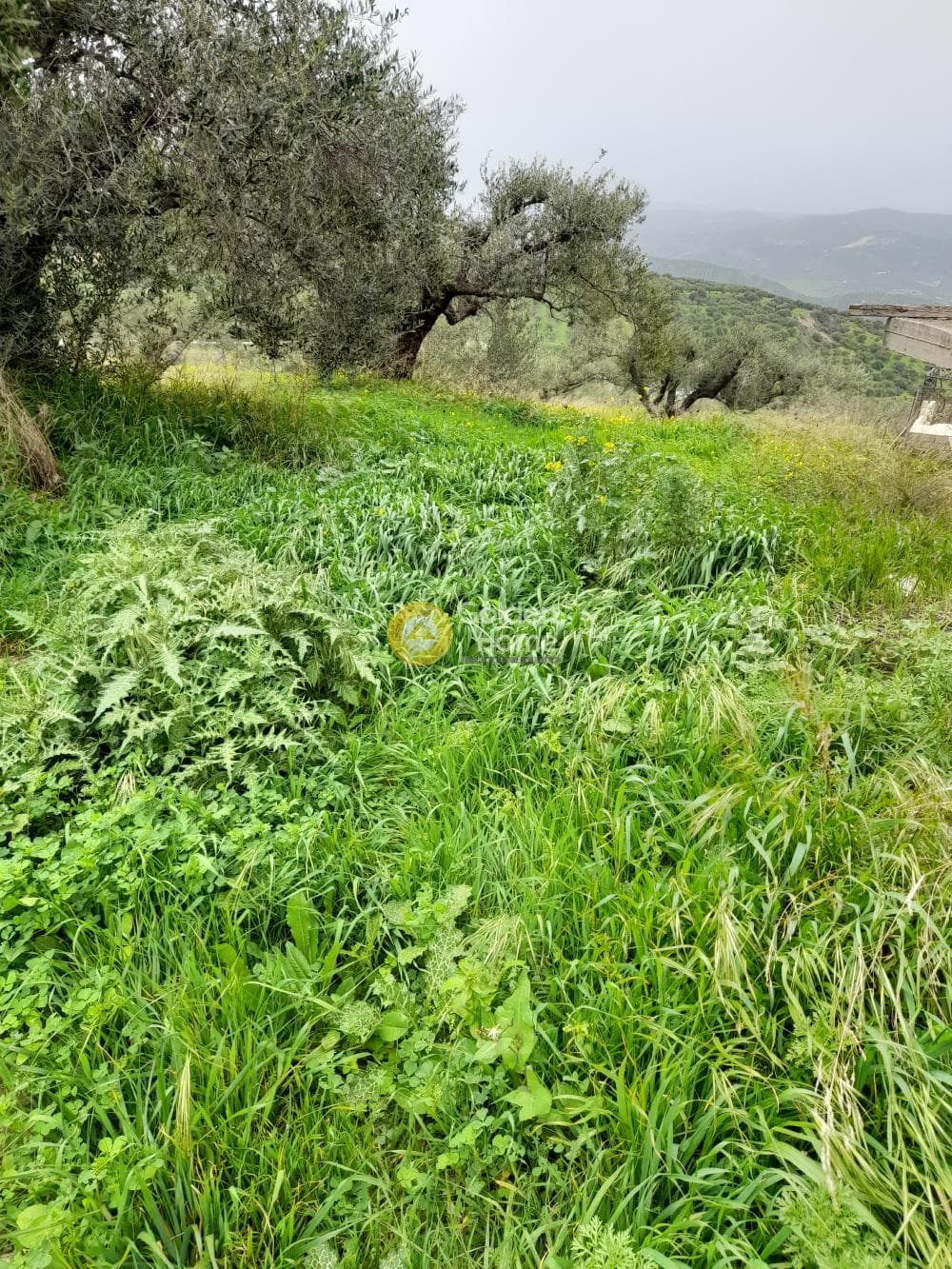 Οικόπεδο στην Βασιλείες, Αρχάνες — Φωτογραφία 2 από 5