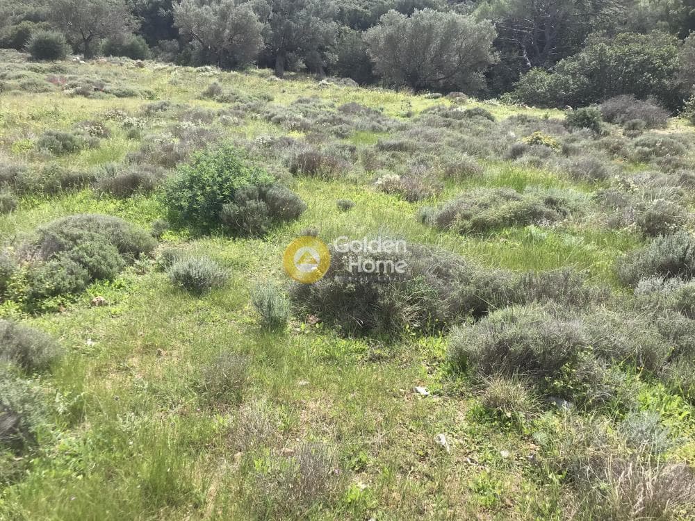 Αγροτεμάχιο στην Παλιοκαμάριζα, Λαύριο — Φωτογραφία 8 από 17