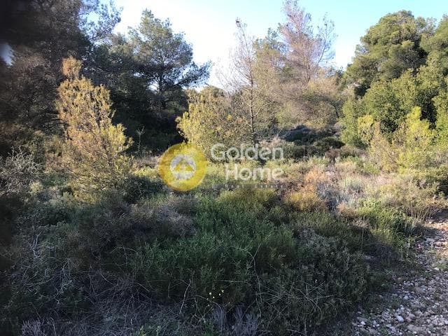 Αγροτεμάχιο στην Άλσος Κτήματος Συγγρού, Μαρούσι — Φωτογραφία 5 από 8