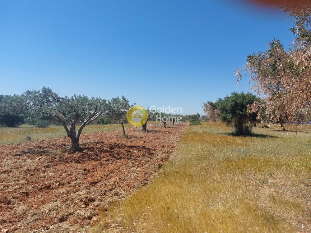 Parcel in Kalivia, Kalivia Thorikou — Photo 1 of 4