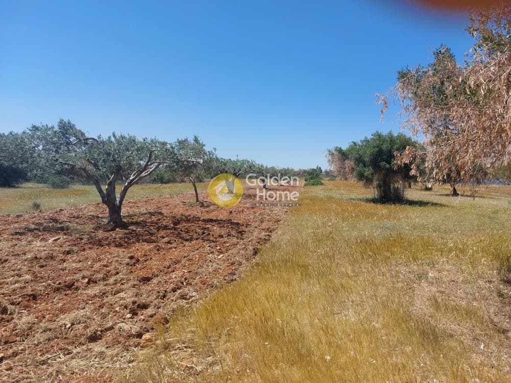 Parcel in Kalivia, Kalivia Thorikou — Photo 2 of 4
