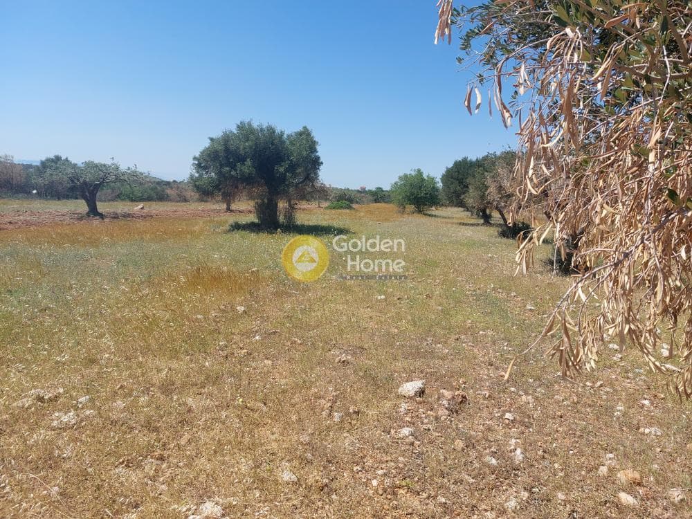 Parcel in Kalivia, Kalivia Thorikou — Photo 4 of 4