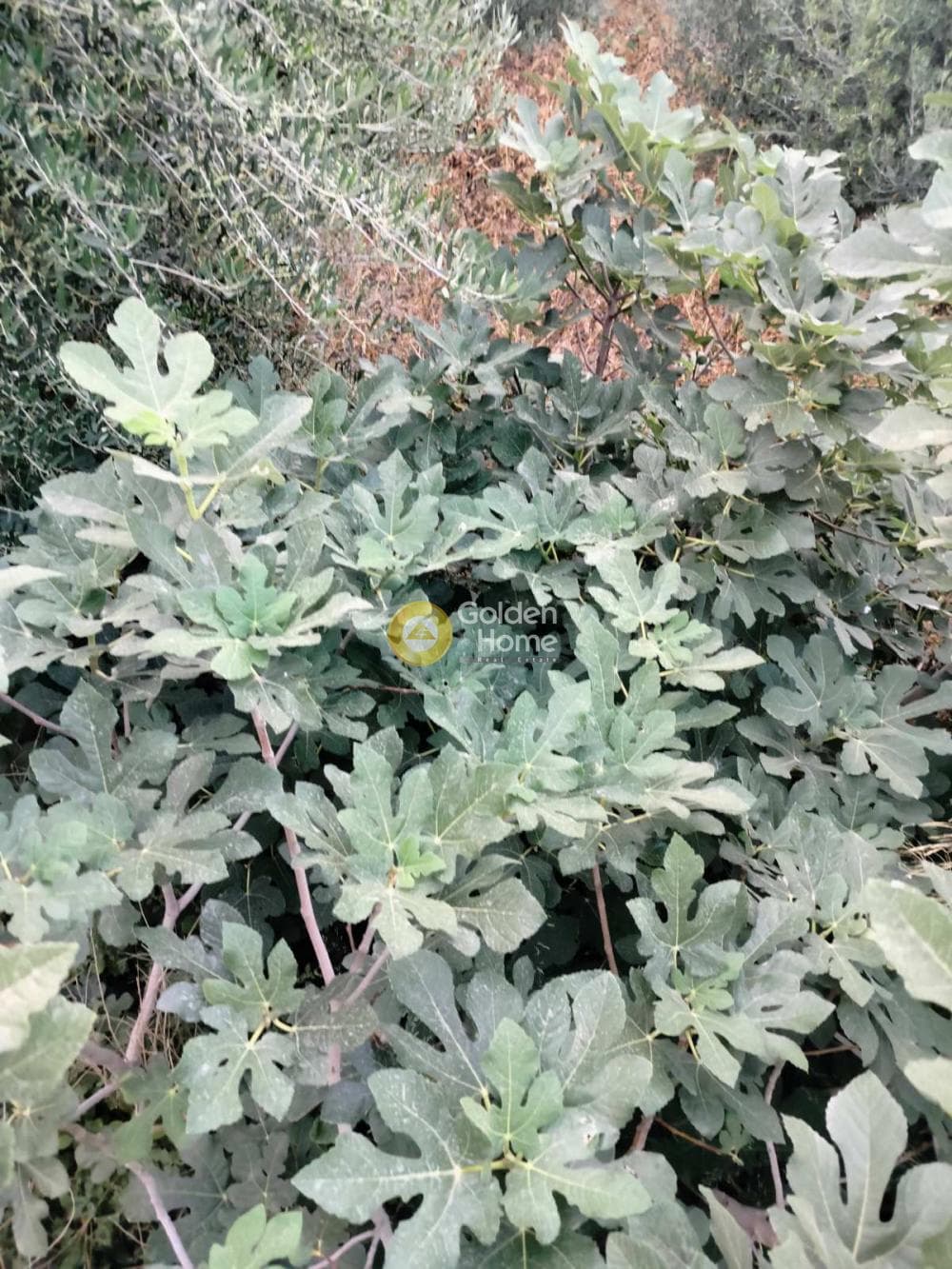 Building Plot in Center, Gazi — Photo 3 of 7