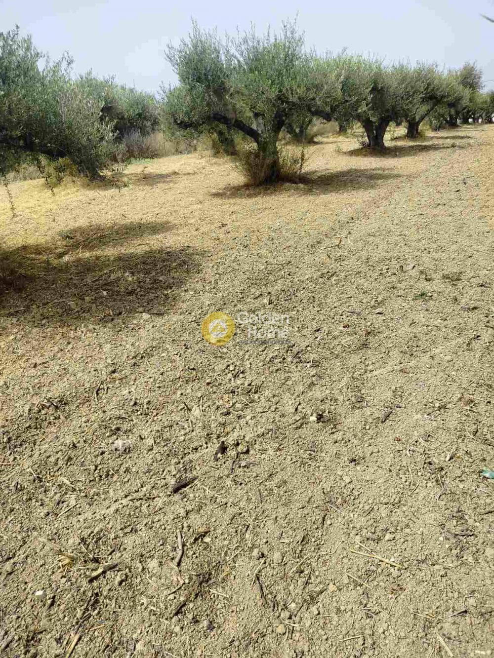 Building Plot in Agioi Theodoroi, Gazi — Photo 4 of 5