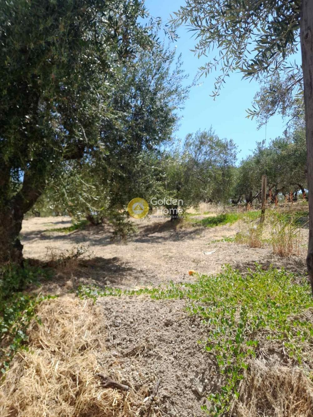 Οικόπεδο στην Πατσίδες, Αρχάνες — Φωτογραφία 5 από 5