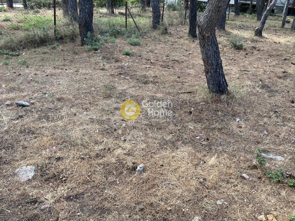 Building Plot in Fasideri, Anoixi — Photo 4 of 5