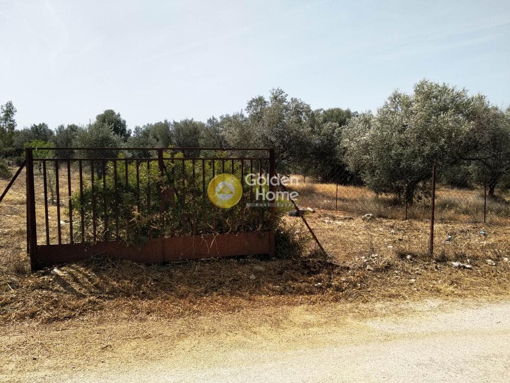 Αγροτεμάχιο στην Λαμπρικά, Κορωπί — Φωτογραφία 3 από 4