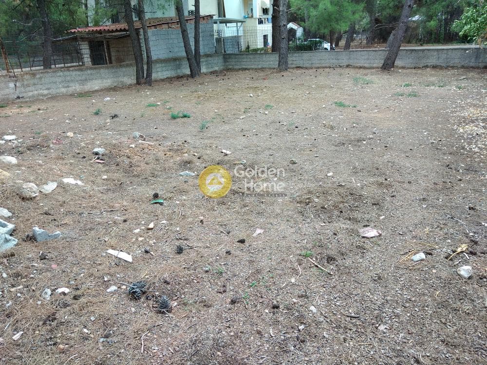 Parcel in Megala Sxoinia A, Acharnes — Photo 4 of 8