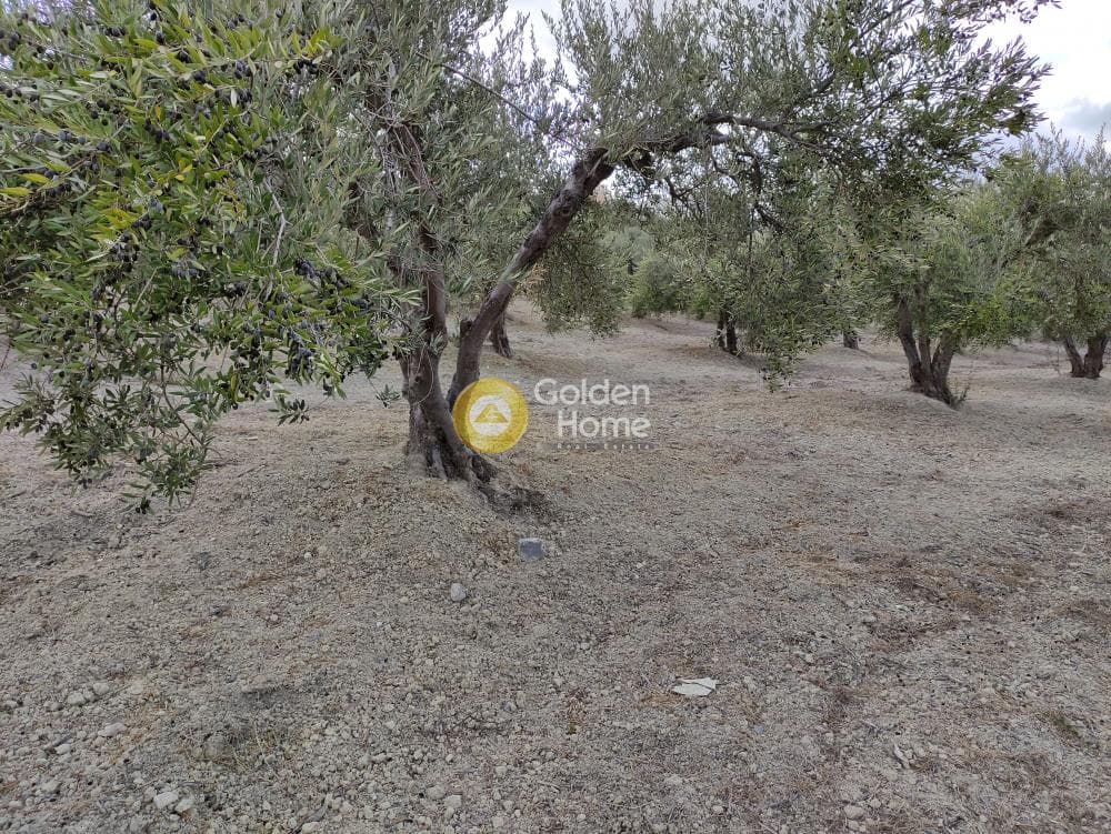 Οικόπεδο στην Πατσίδες, Αρχάνες — Φωτογραφία 5 από 5