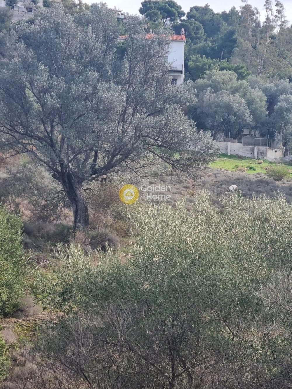 Αγροτεμάχιο στην Βένιο Δασκαλειού, Κερατέα — Φωτογραφία 2 από 7