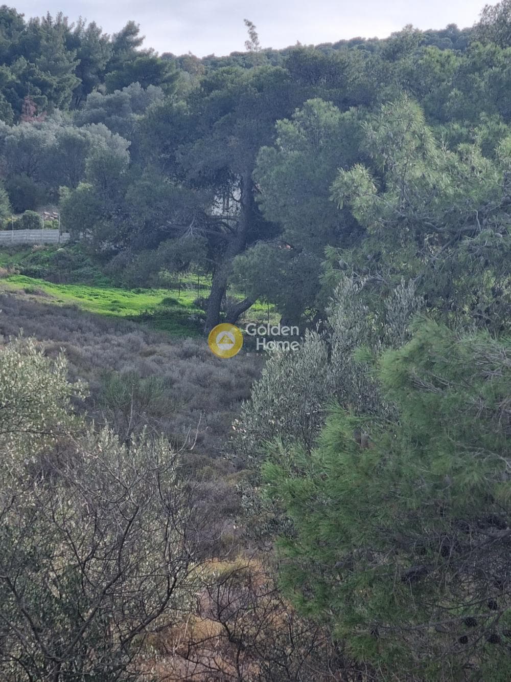 Αγροτεμάχιο στην Βένιο Δασκαλειού, Κερατέα — Φωτογραφία 3 από 7