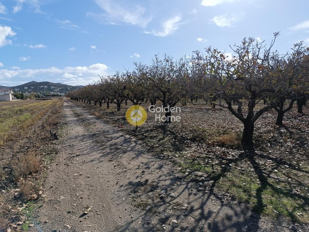 Οικόπεδο στην Ανάβυσσος Κέντρο, Ανάβυσσος — Φωτογραφία 2 από 6