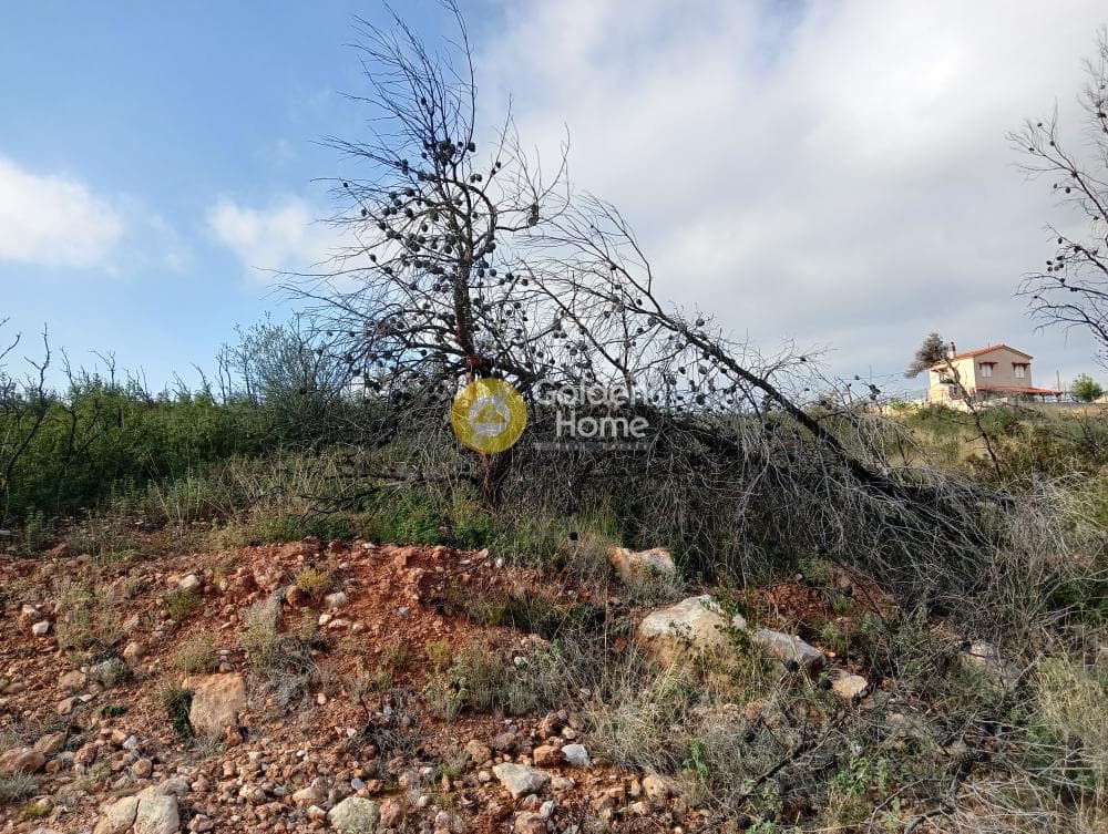 Οικόπεδο στην Ανθούσα, Ανθούσα — Φωτογραφία 3 από 5