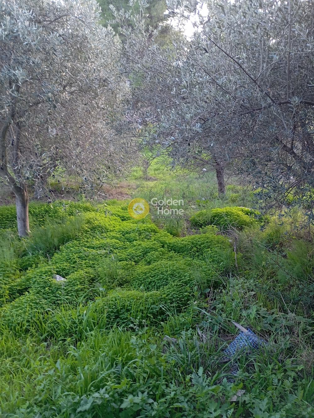 Αγροτεμάχιο στην Άγιος Σεραφείμ, Αρτέμιδα (Λούτσα) — Φωτογραφία 4 από 9