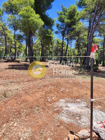 Οικόπεδο στην Αγία Τριάδα, Αφίδνες — Φωτογραφία 8 από 13