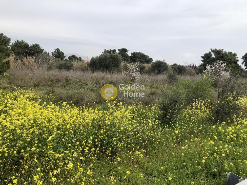 Αγροτεμάχιο στην Καλογερικό, Παλλήνη — Φωτογραφία 3 από 3