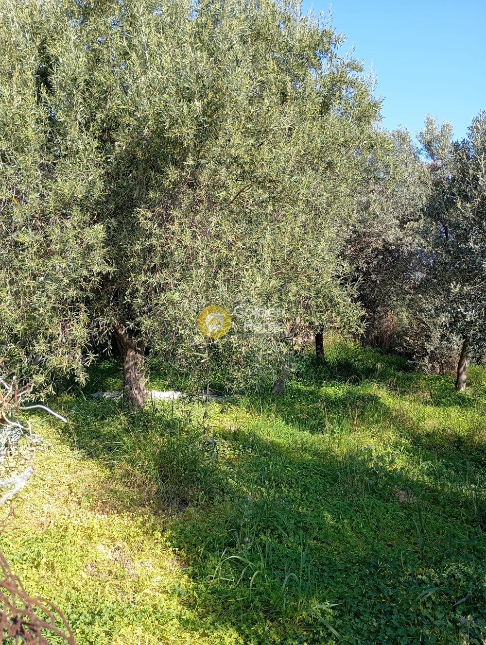 Αγροτεμάχιο στην Άγιος Σεραφείμ, Αρτέμιδα (Λούτσα) — Φωτογραφία 3 από 4